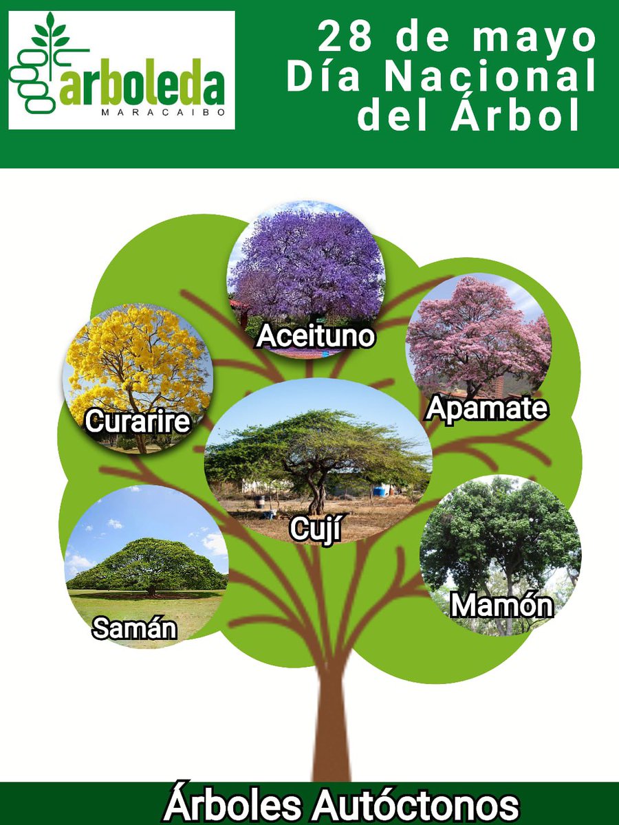 Una Arboleda Para Maracaibo tweet media