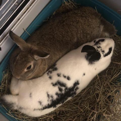 Prim and Katniss are young #rabbits from #RockHall, MD. petfinder.com/petdetail/5643…