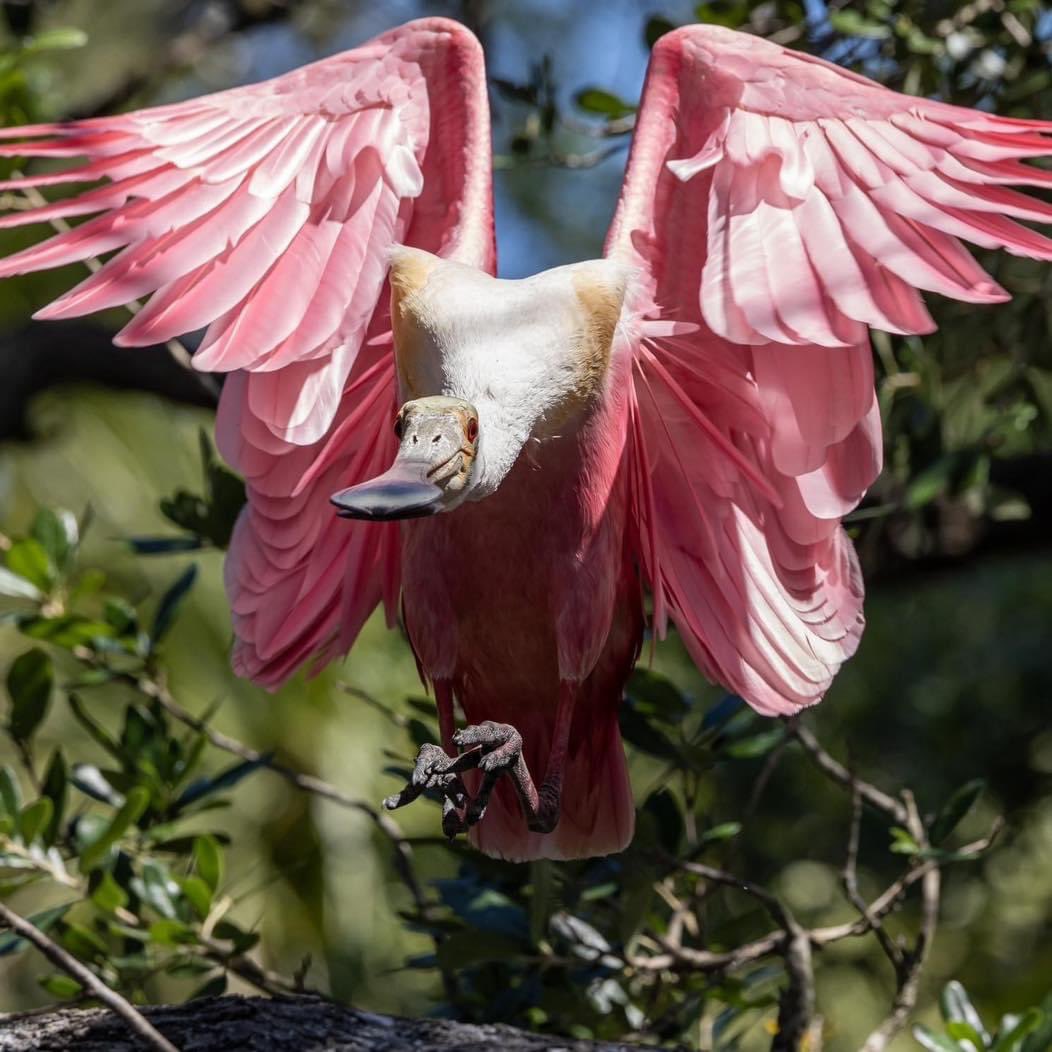 The Roseate Spoonbill is an uncommon bird in the Ten Thousand Islands and when seen they are are usually with the Ibises.
#birds #birdsofinstagram #ig #picoftheday #pink #spoonbill #spoonbills #marcoislandflorida #marcoislandchamberofcommerce #shellmarcoisland #floridatours