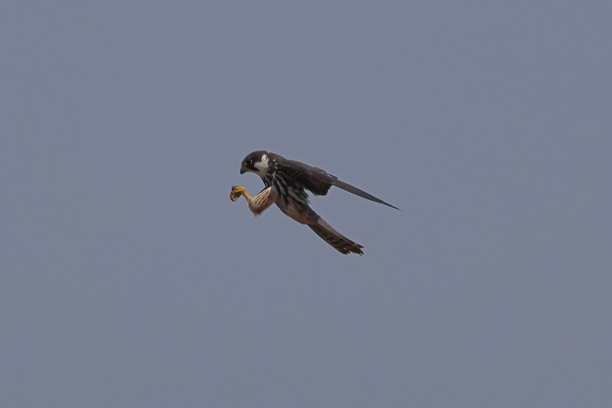 tonimartivico's tweet photo. Que ràpid és el Falcó Mostaxut!
Va fer unes quantes passades caçant insectes.
#falcomostaxut #alcotan #falcosubbuteo #ocellsdecatalunya #ocellsdelmaresme #birdingcatalunya https://t.co/WoZsOLn4dR