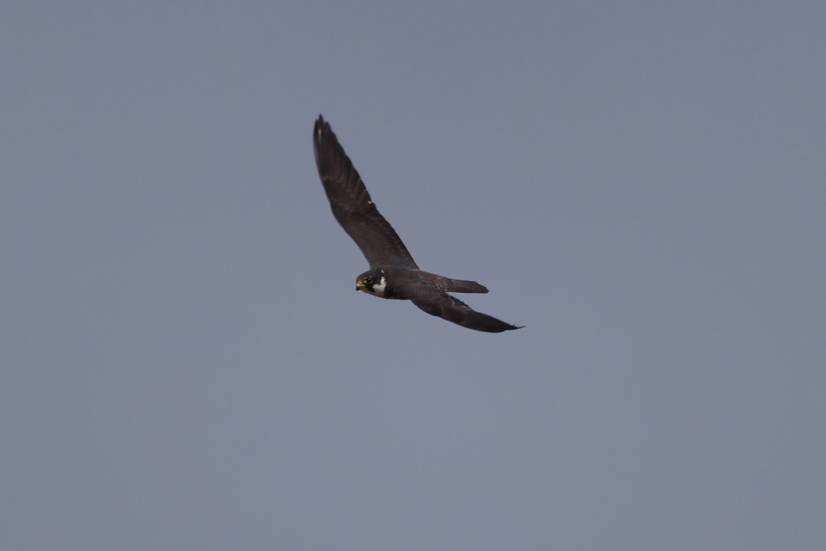 tonimartivico's tweet photo. Que ràpid és el Falcó Mostaxut!
Va fer unes quantes passades caçant insectes.
#falcomostaxut #alcotan #falcosubbuteo #ocellsdecatalunya #ocellsdelmaresme #birdingcatalunya https://t.co/WoZsOLn4dR