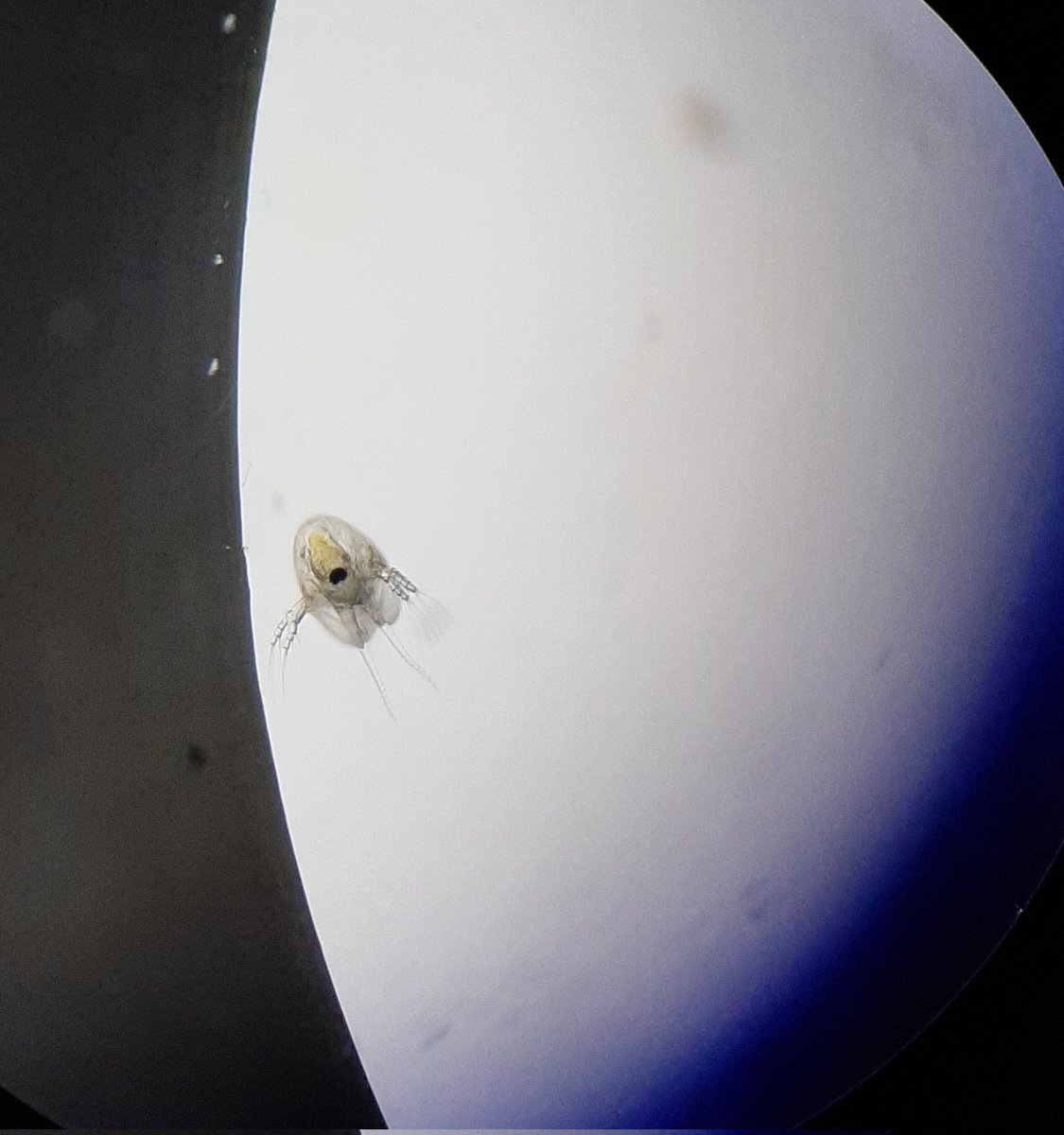Captured a unique perspective on my little #Bosminid buddy today. 
#HamiltonHarbour #CWQ #zooplankton