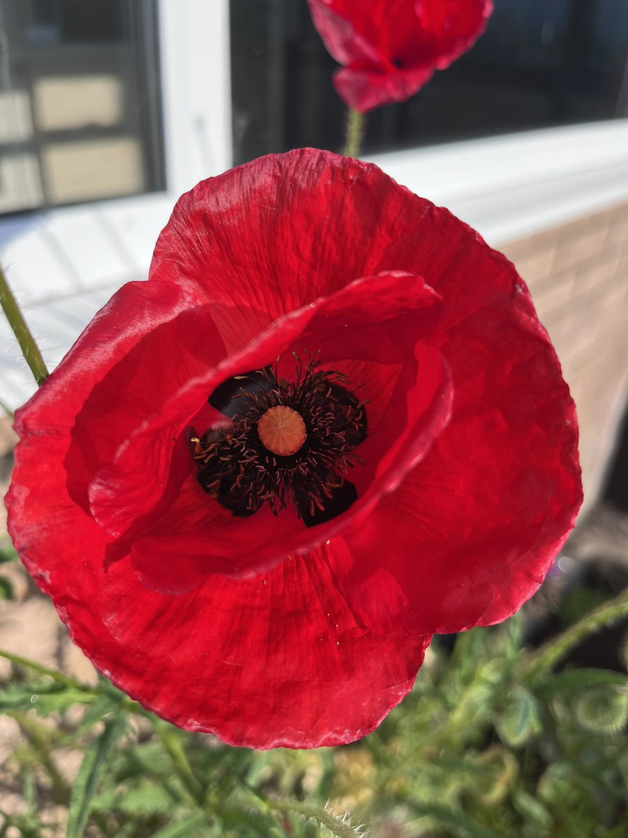 Geoggardener's tweet photo. Poppy, school garden growing wild #schoolgarden #poppies #selfseeded #wildflowers #SaveTheBees https://t.co/3g7eit44kA