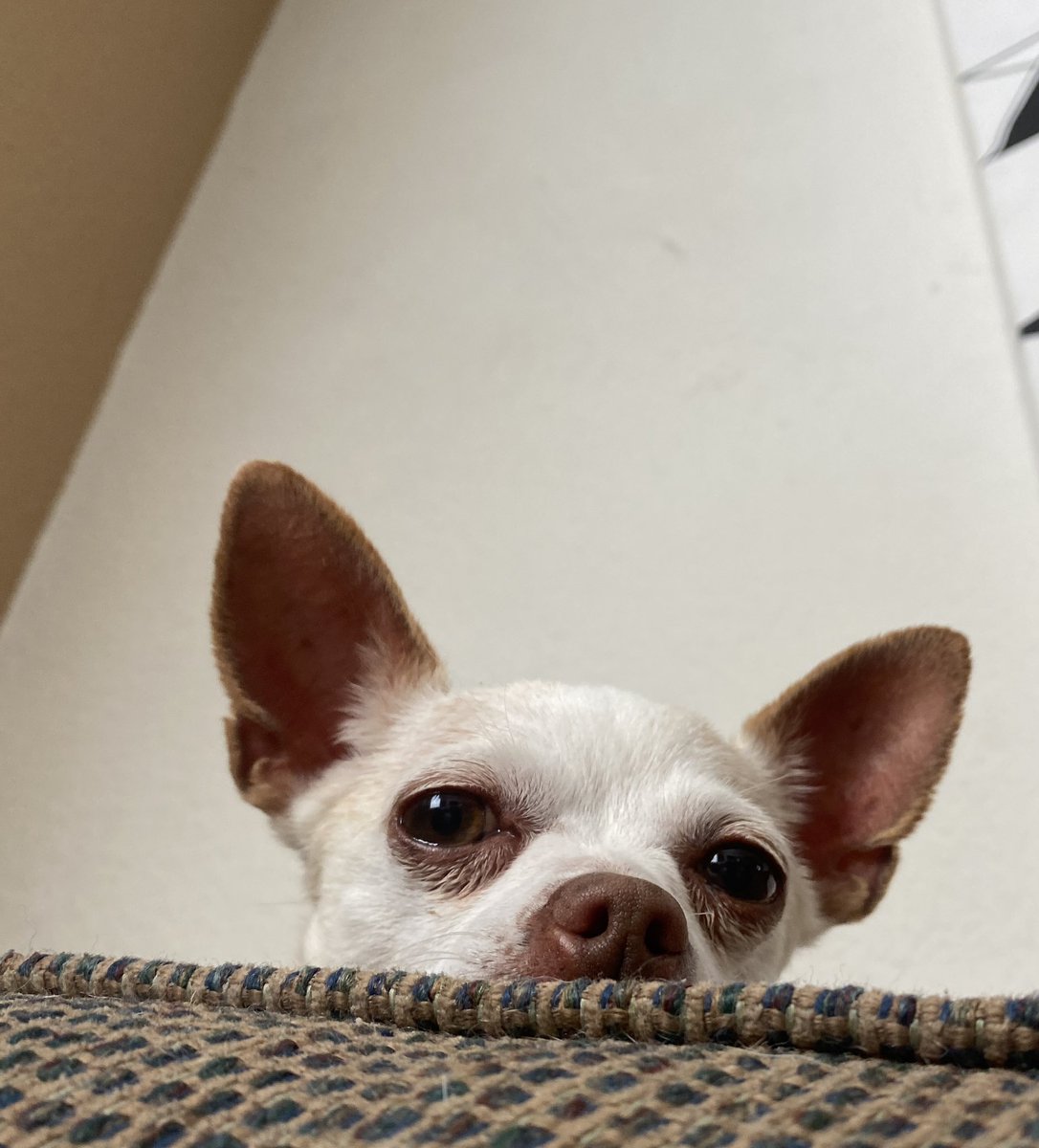 Deery says hi 🩷 🐕 

Just announced some new shows, check this link for info/tickets! withkoji.com/@Summer_Woods