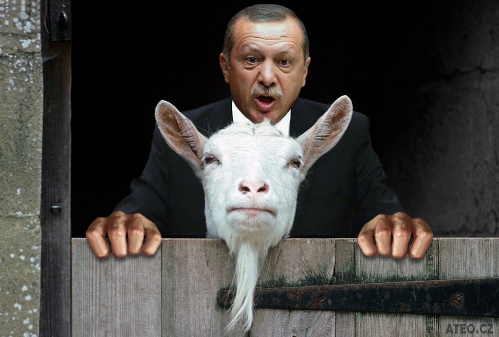 echtesas's tweet image. De geit van Erdogan wordt vast extra verwend na deze verkiezingswinst