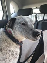 The_Animal_Team's tweet photo. MAXI &amp; JOSIE travelled together with 1 transporter, DIGBY &amp; DORIS with one each, all on their #freedomrides to a safe space via our Volunteer Transport Network. Donations towards fuel would be so welcome. https://t.co/BZtLUGMGq0 #DonationsSaveLives #GetYourRescueOn https://t.co/XWxww883Dd