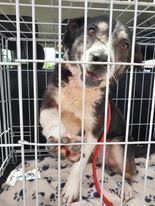 The_Animal_Team's tweet photo. MAXI &amp; JOSIE travelled together with 1 transporter, DIGBY &amp; DORIS with one each, all on their #freedomrides to a safe space via our Volunteer Transport Network. Donations towards fuel would be so welcome. https://t.co/BZtLUGMGq0 #DonationsSaveLives #GetYourRescueOn https://t.co/XWxww883Dd