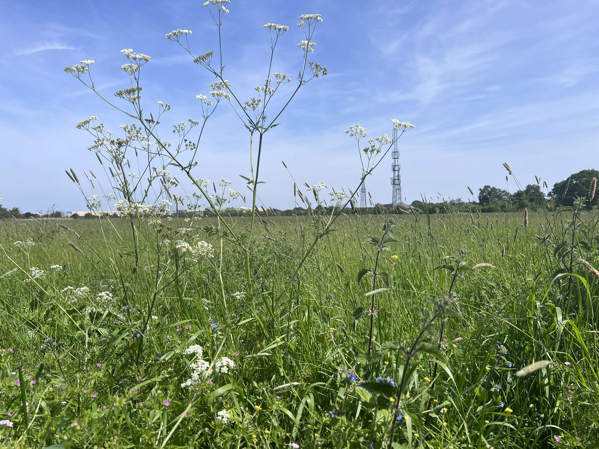 HattonFriends's tweet photo. Wild grass nearly as tall as me! No Mow Never on #hattonfields and the pollinators are out in force! Let’s make sure Hounslow Council scrap Airport Business Park. We can do better @LBofHounslow ! https://t.co/QFanBiCkkr https://t.co/Mik9O4ADVO