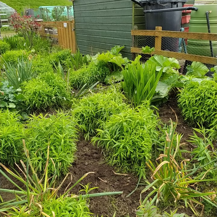 After yesterday's heat we had a mild afternoon which was perfect for clearing the weeds from our borders and tidying up the planters. Thank you to all who volunteered. Lovely to tuck into cake & scones with home made jam after. #growyourown #allotment #slopefield #loveyourplot