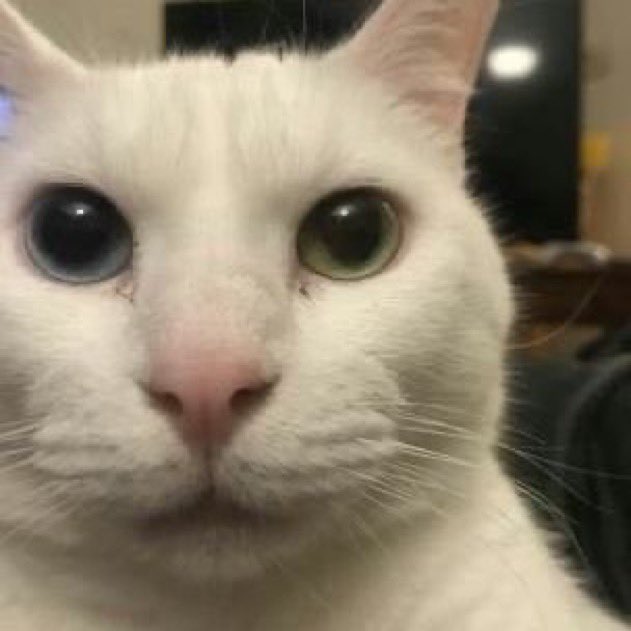 Silly Snail P (totk brainrot) on Twitter "Me when i'm a cat and i