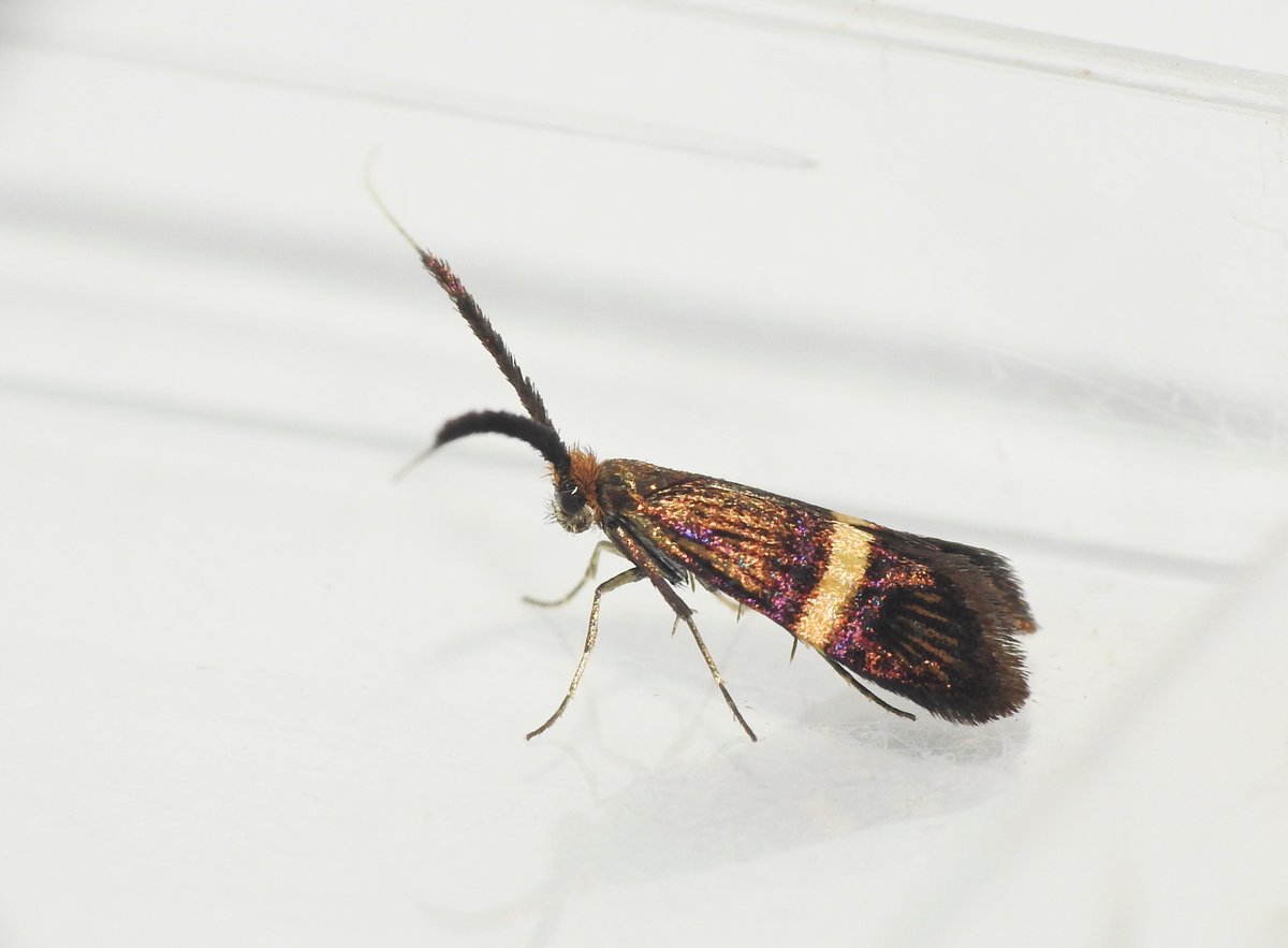 Had a great couple hrs at Narborough Railway this morning. Among the Moths were 3x Aethes hartmanniana, 9x Lace Border, plenty of Pyrausta aurata (including this dark individual) and Adela croesella: