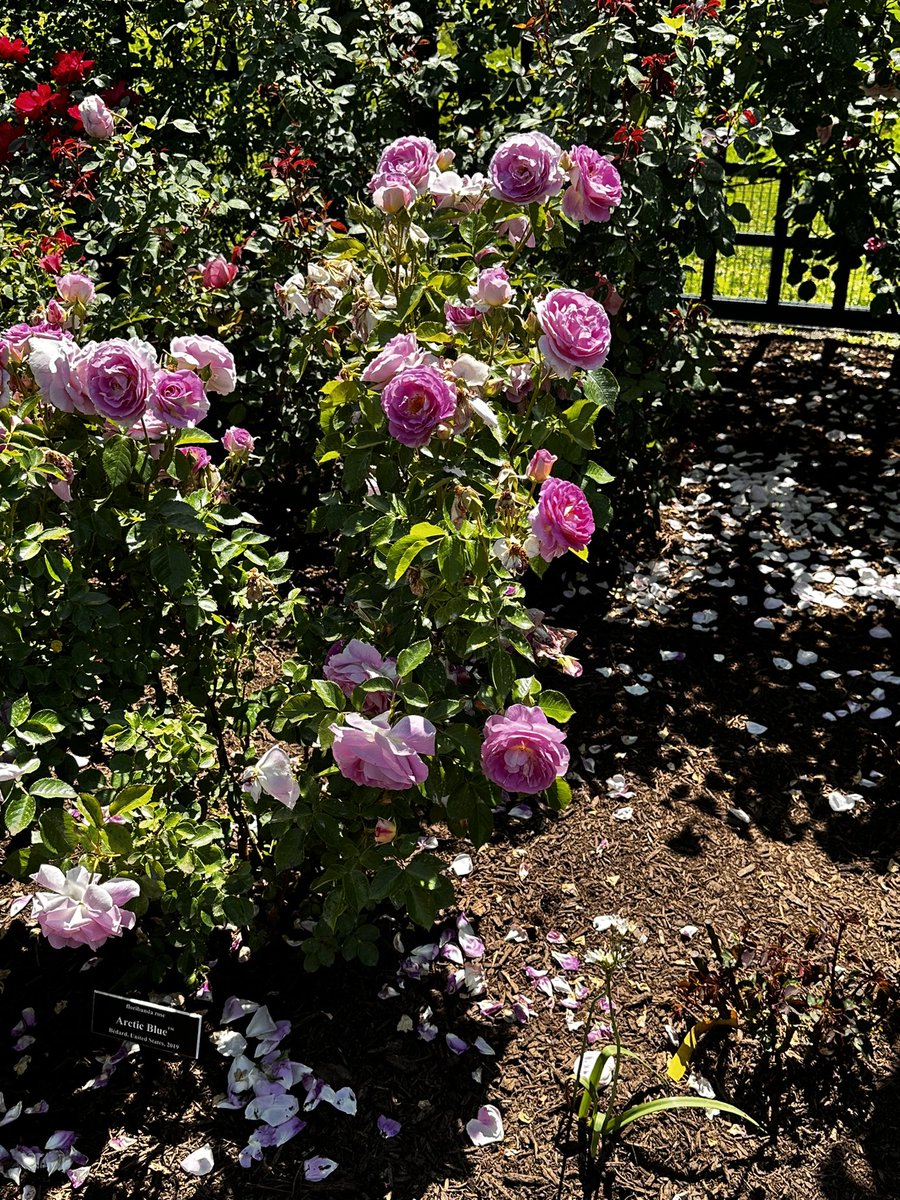 Yvette Goorevitch tweet media