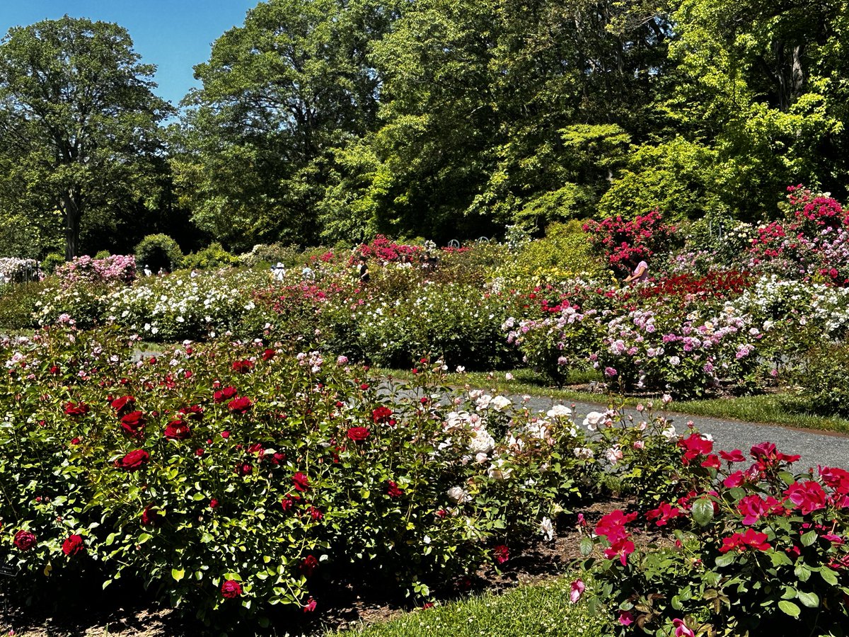 Yvette Goorevitch tweet media