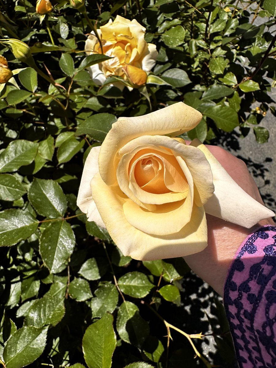 Yvette Goorevitch tweet media