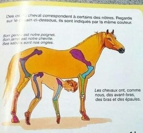 Libro de anatomía en francés ilustrando cómo los huesos de los caballos son similares a los nuestros.