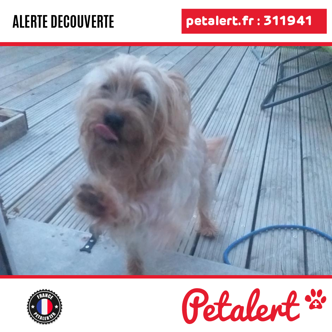 petalert_france's tweet photo. Trouvé #Chien #Aube #LaRiviereDeCorps #Petalert #PetAlert10 / https://t.co/HaasDbkuB7 https://t.co/fdPsLrEOIr