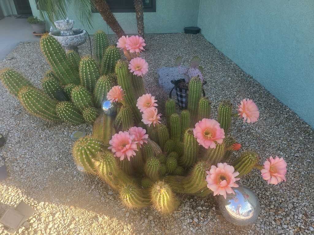 KlatuBaradaNiko's tweet photo. Painting Lake Havasu City in shades of pink, these cacti bloom with a charm that's uniquely Arizonan.
#DesertInBloom #LakeHavasuWonders 🌵💖 https://t.co/rlysf55VuS
