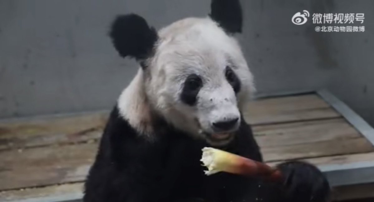 🐼 #YaYa a quitté aujourd’hui le zoo de Shanghai où elle était en quarantaine depuis son rapatriement du @MemphisZoo 
Elle est arrivée au zoo de Beijing à 00h43 et le zoo a dévoilé des photos de Ya Ya dans ses nouvelles installations.

panda.fr