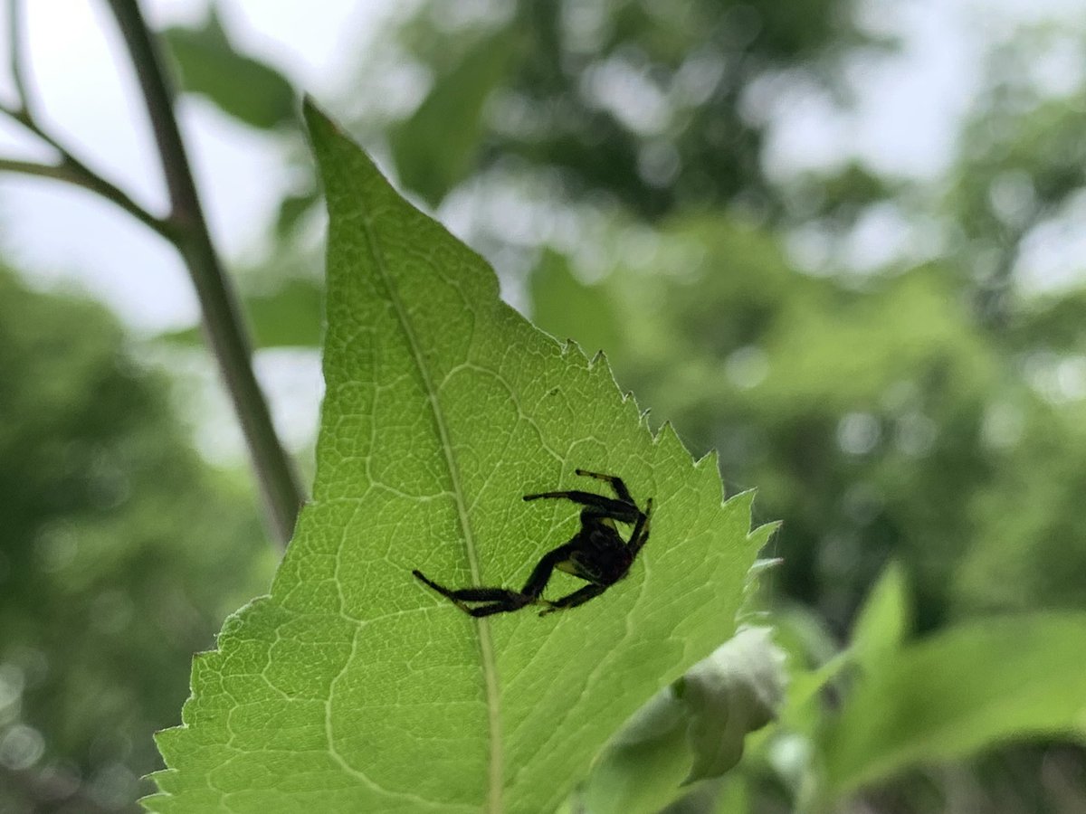 willwigg21's tweet photo. Been a good spider day! https://t.co/dtfsHomsjW