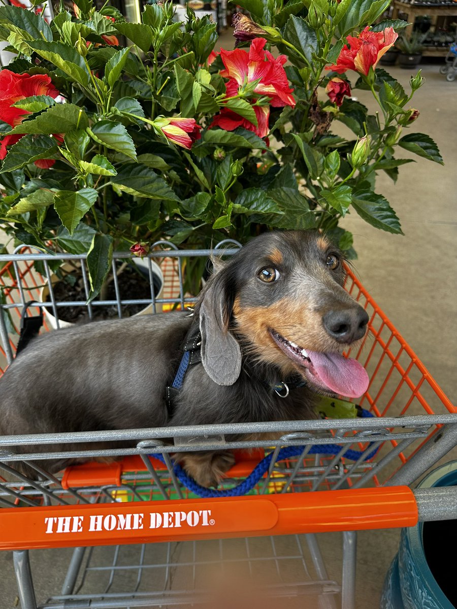 Cutest shopping buddy helping me pick out new flowers for the front porch.
