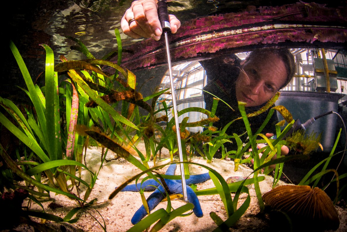 SeaSim (@seasim_aims) on Twitter photo The #SeaSim is hiring!! We're looking for passionate and enthusiastic aquarists to support research in the SeaSim. Check out the latest opportunity tinyurl.com/yc8evchj #Jobs #Corals #Coralreefs #AIMS <a href="/aims_gov_au/">Australian Institute of Marine Science</a> The #SeaSim is hiring!! We're looking for passionate and enthusiastic aquarists to support research in the SeaSim. Check out the latest opportunity tinyurl.com/yc8evchj #Jobs #Corals #Coralreefs #AIMS <a href="/aims_gov_au/">Australian Institute of Marine Science</a>