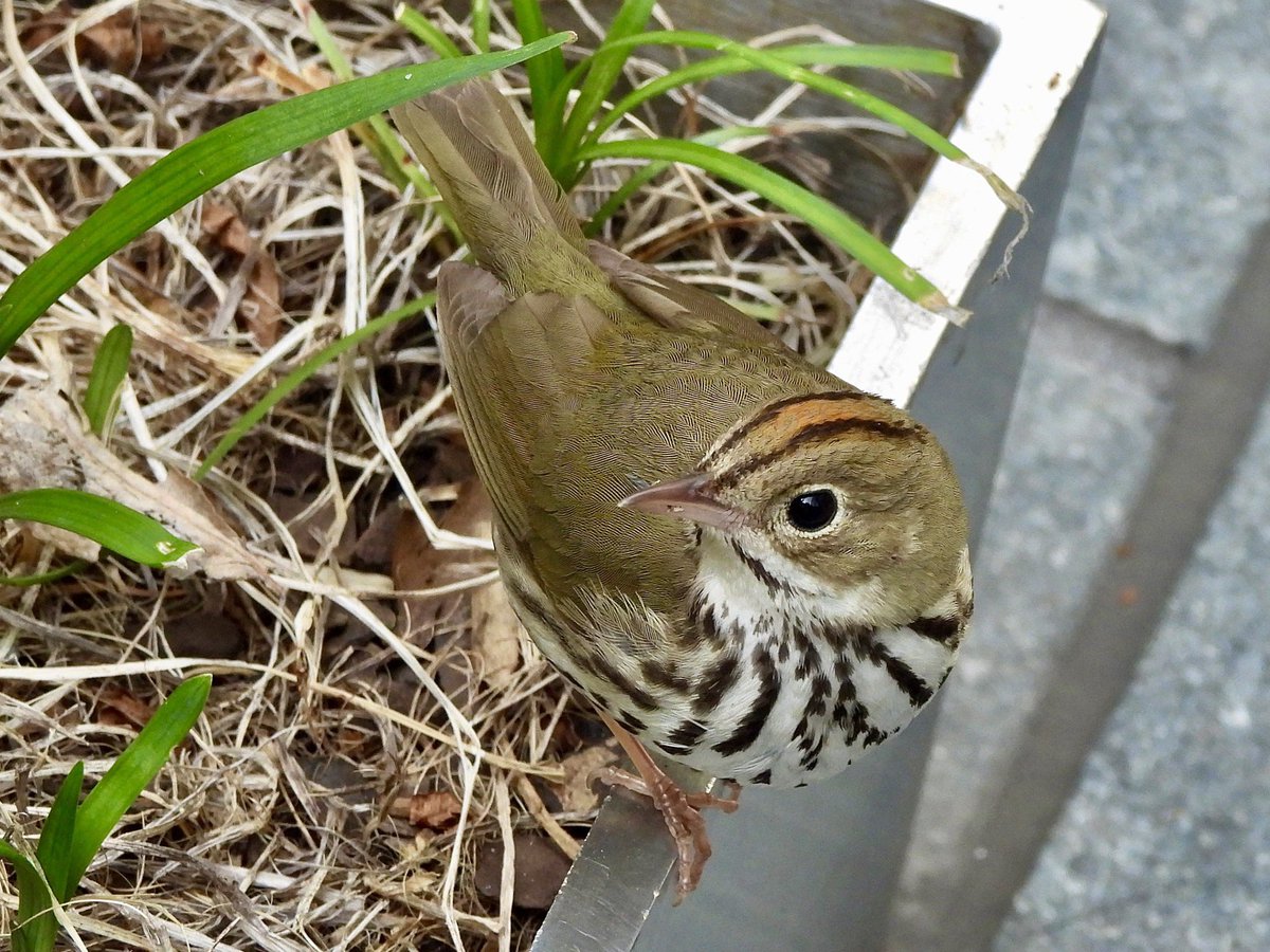 Ovenbird 🤎💛
Verizon Plaza 42nd St this afternoon
#birdcpp 
#birding
#birdwatching