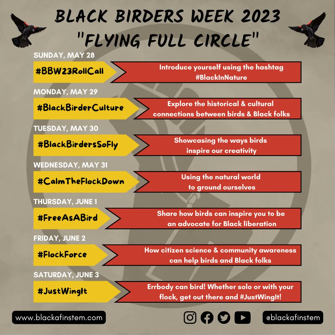 Let's celebrate Black Birders Week 2023! We're excited for a week of social media discussions, online webinars, and in-person events created by the birders, scientists, nature enthusiasts, and educators of <a href="/BlackAFinSTEM/">BlackAFinSTEM</a>. blackafinstem.com #BBW23RollCall