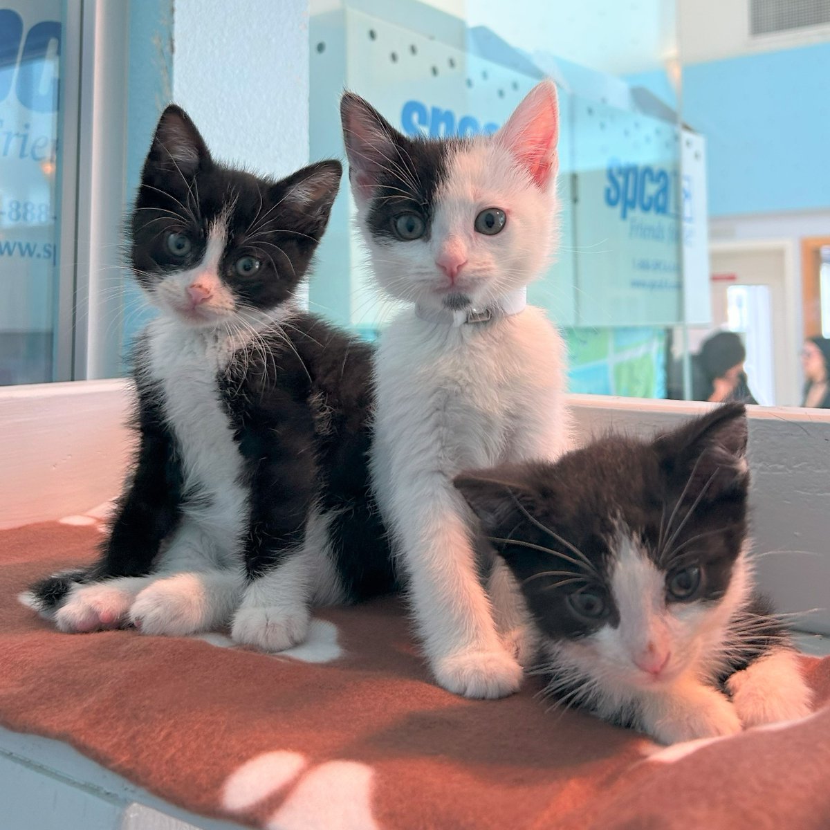 Three times the cuteness, three times the love 😇💞 Until the end of May, adoption fees for cats & kittens are $25!
tinyurl.com/mrx6vxc3