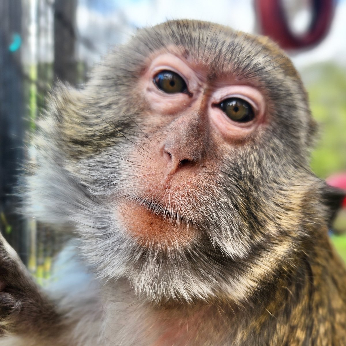 Have a happy Sunday, from Breanna and her primate friends at the Primate Rescue Center! ...#chimp #chimpanzee #monkeys #siamanggibbon #Kentucky #animalsanctuary #notapet #sanctuarylife #monkeylife #chimplife #gibbonlife