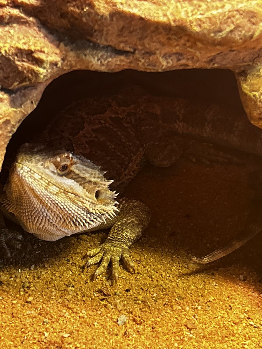 watt_writes's tweet image. My fierce, mighty dragon has receded to his cave after an interloping ladybug landed on his nose. Lil Crenchy may never be the same.
#dragon #wimp #lizard #WritingCommunity #amwritingfantasy
