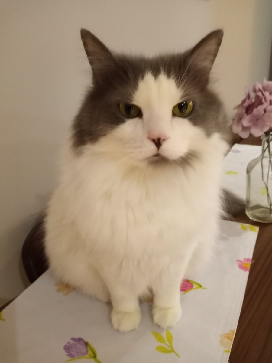 BuckyKatt's tweet image. Gracie wants to know if a holiday weekend means she gets extra treats. #catsoftwitter #extrafloofy #catsofnewjersey