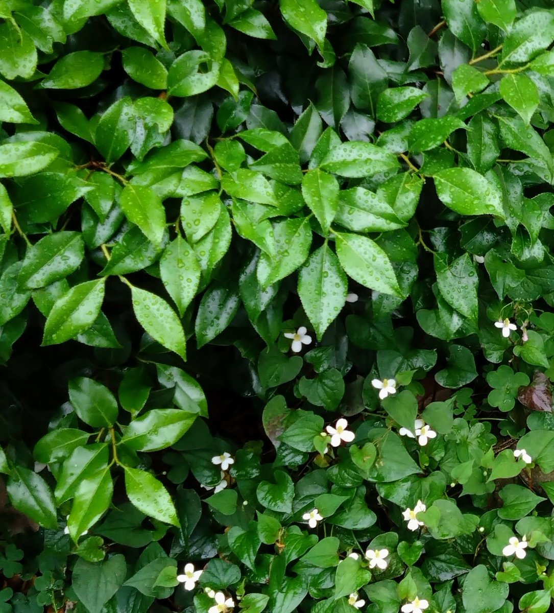 ♪心に留めておきたいもの
一つ一つを歌えるならば
突然の雨も美しい話
外へ出るのもいい
MusicBook開いたら
メロディーの雨が肩をぬらして
MusicBook降りそそぐ
それはさわやかなハーモニーもって弾む

お早うございます。
突然ではなく、昨夜からの雨ですが、今週も宜しくお願い致します。
#山下達郎