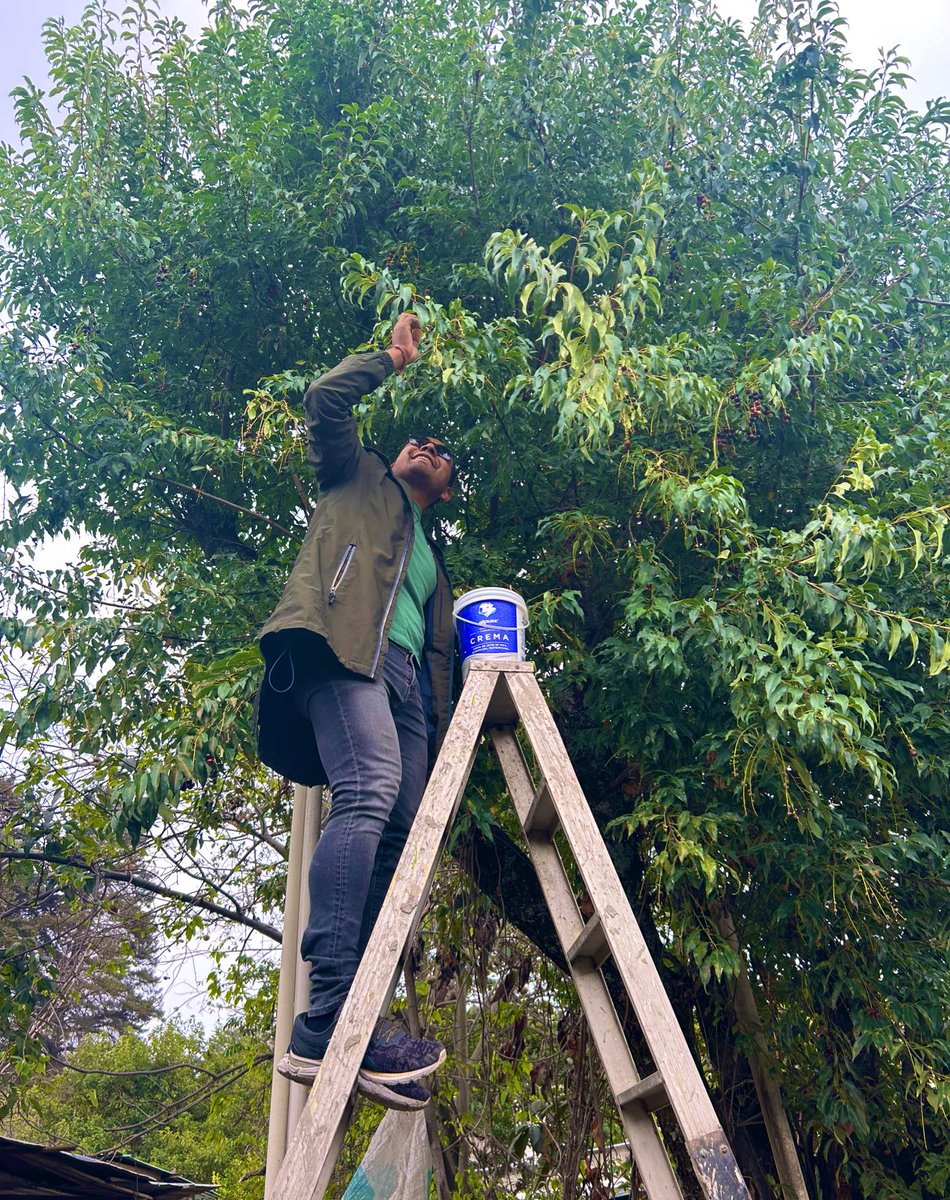 serchcervantesm's tweet photo. Robando frutitas #capulines #edomex https://t.co/r9CnPlROnF