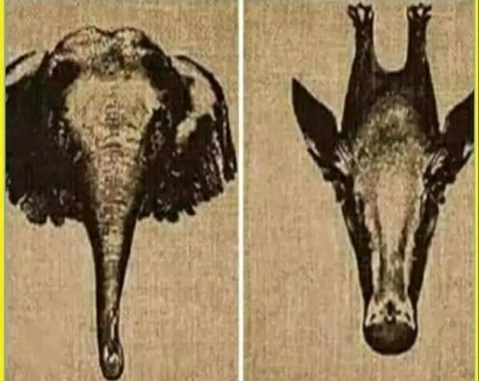 Elephant head              and             Giraffe head
Flip upside down🤣