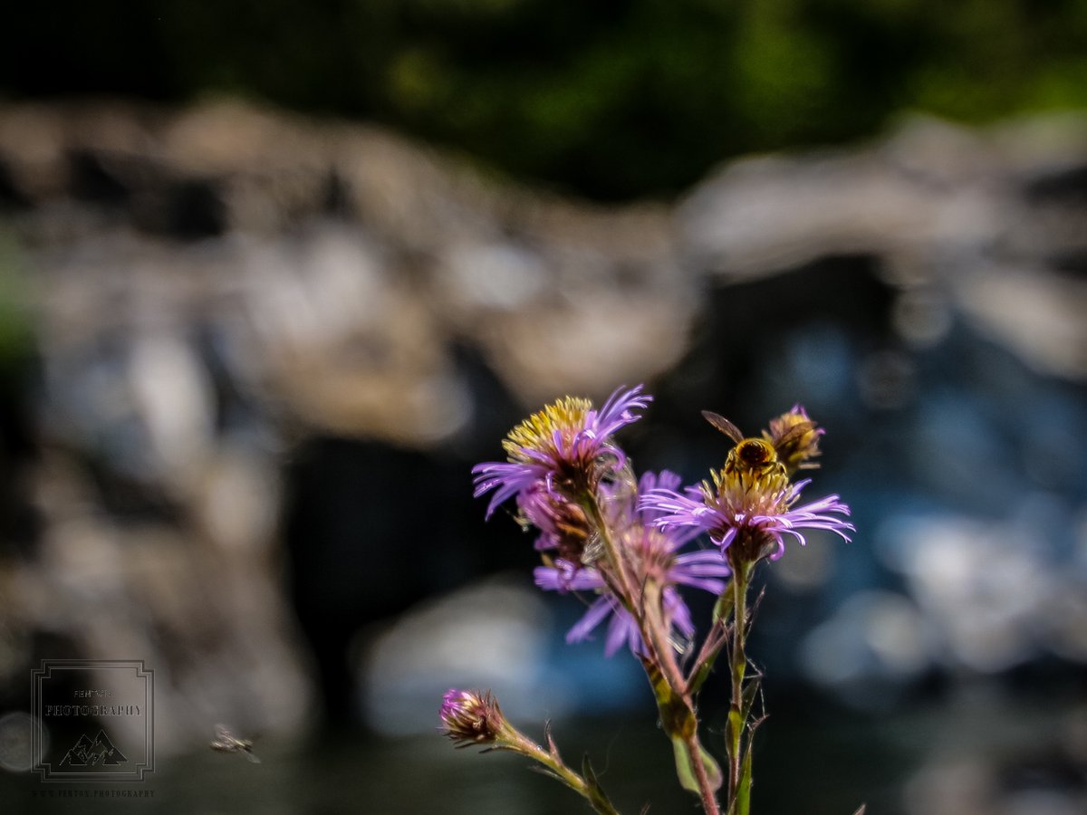 Bee on purple flowers at Lucia falls regional park Washington. #flora #fauna #bokeh #flower #purple #bee #WashingtonState #pollinator @anglena_jolly @natureisbeaute