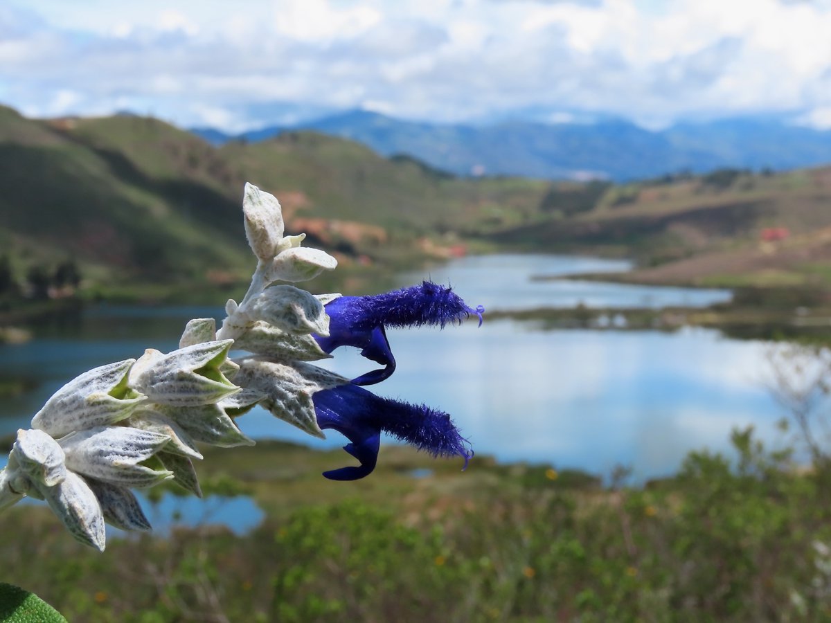 manuelroncal's tweet photo. #cajamarcabiodiversa #UNC #EAPIAC #HCCL Salvia cajamarcana J.G.González, Uría & M.Roncal, sp. nov. https://t.co/j7IyXNXxoo https://t.co/yjeyWHNuVL