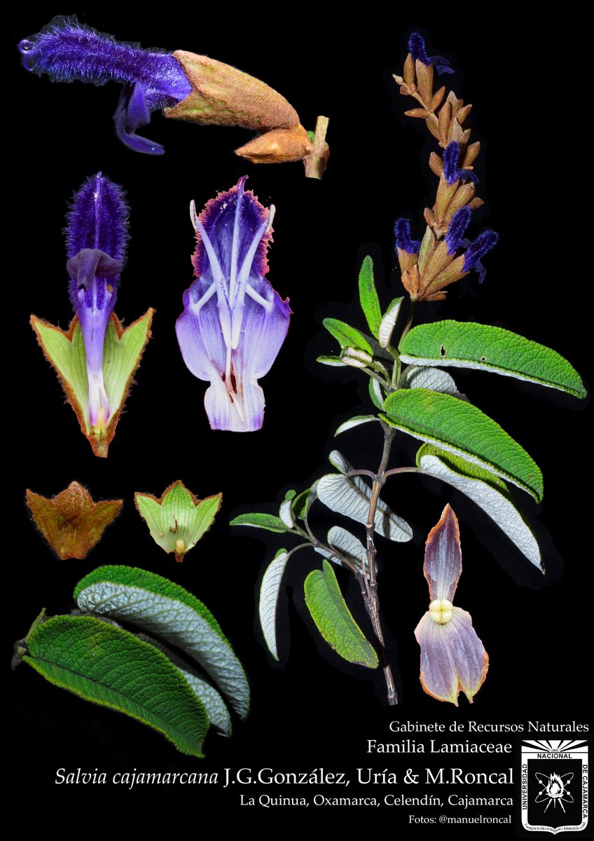 manuelroncal's tweet photo. #cajamarcabiodiversa #UNC #EAPIAC #HCCL Salvia cajamarcana J.G.González, Uría & M.Roncal, sp. nov. https://t.co/j7IyXNXxoo https://t.co/yjeyWHNuVL