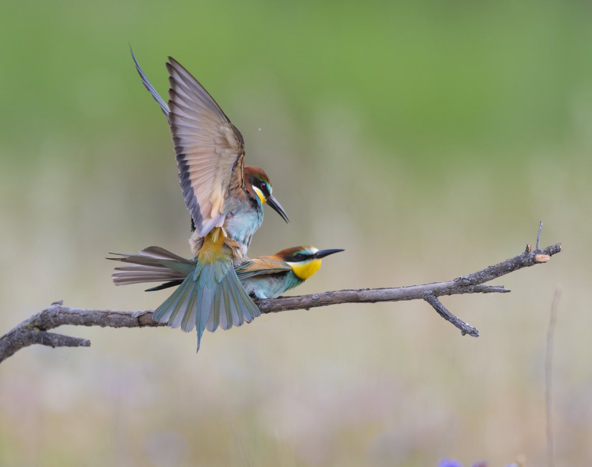 Bee-eaters @lesvos