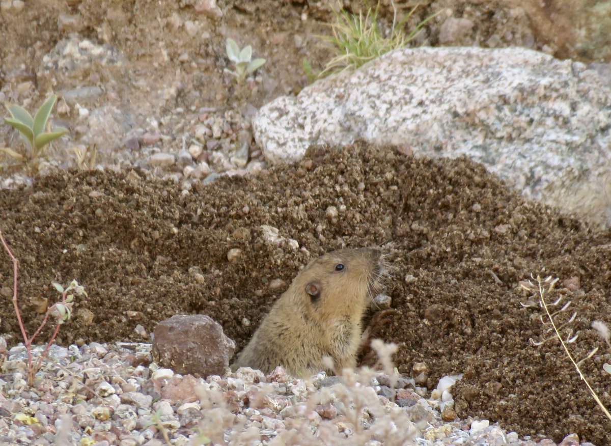 CrytzerFry's tweet image. This guy has been BUSY around our yard! Botta&apos;s pocket #gopher! ❤️❤️❤️