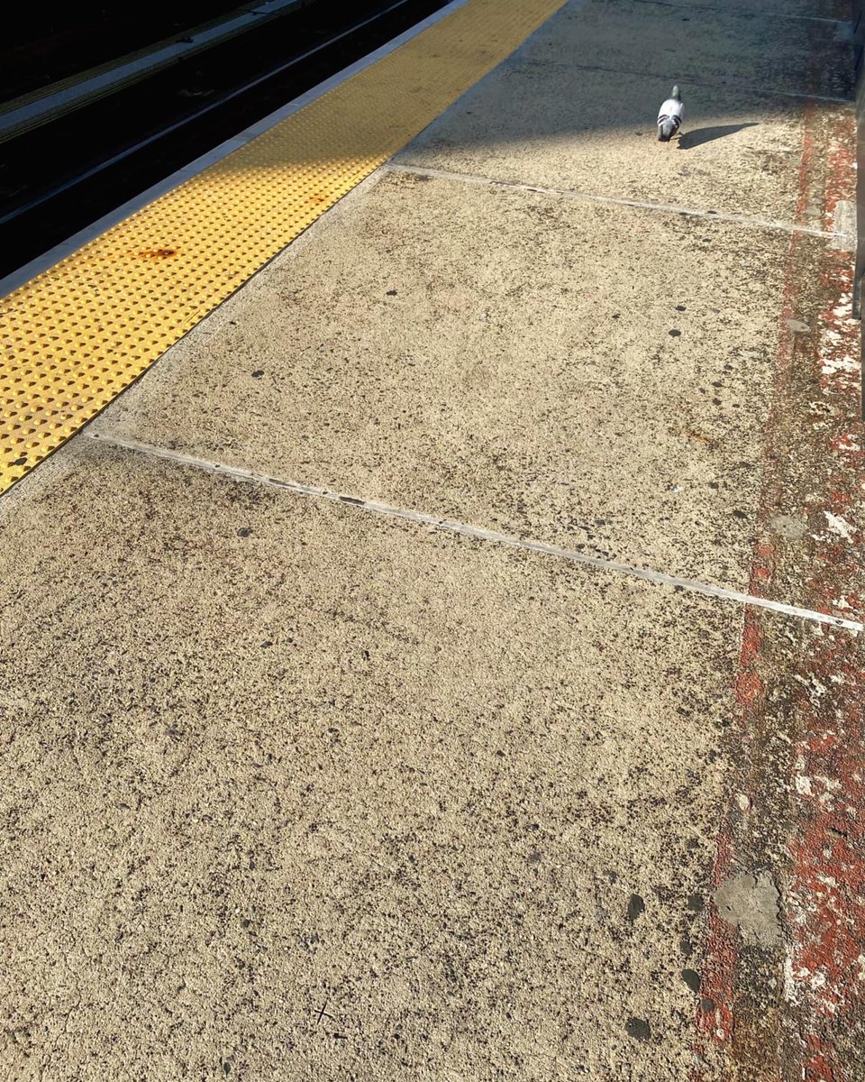 mattycornett's tweet photo. I tried to make friends this morning but, they chose the shadow. Bye pigeon friend. 🐦✌️ https://t.co/TTLF8hkW5J