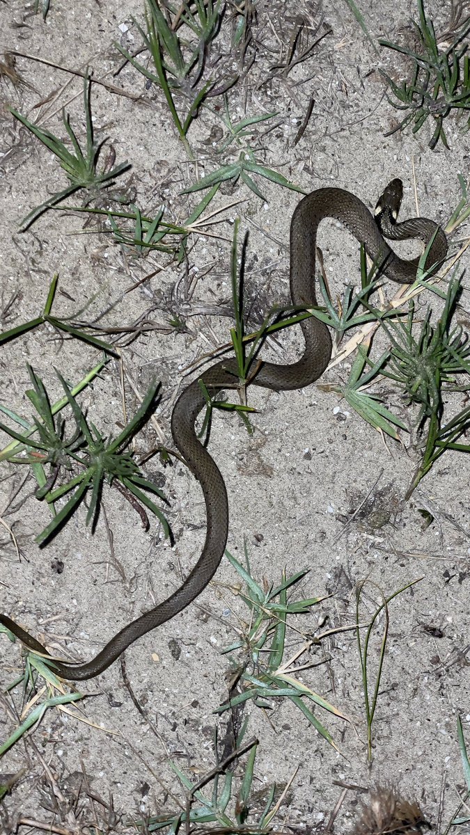 Night survey #FieldWork #Herpetology #DanubeDelta