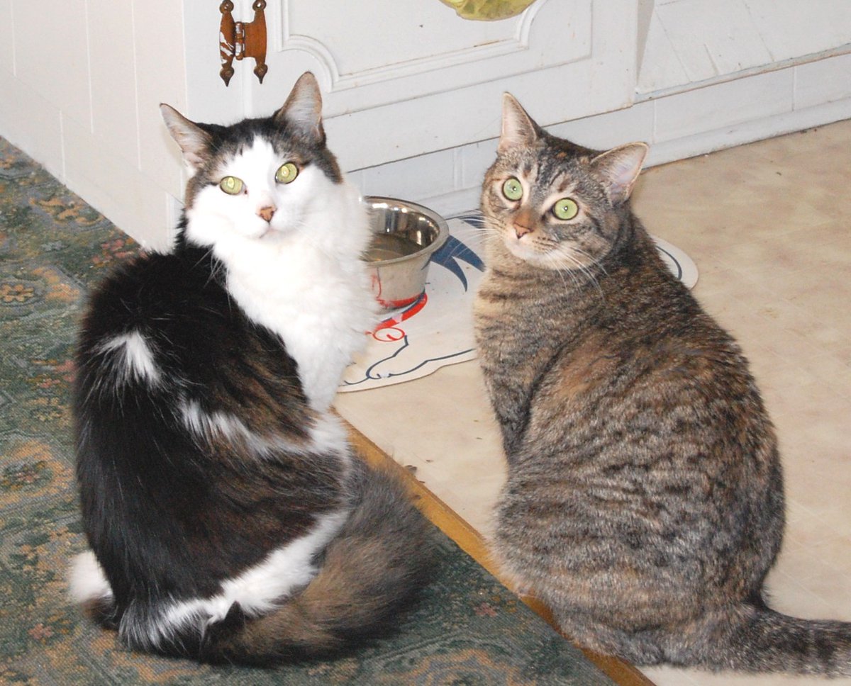 #CatboxSunday #Flashback Jan. 2007 Our late Gizmo kitty and his sisfur Gizzabella. These two bonded. Gizzie was a sweet big, beautiful  loving kitty,who adapted easily. #SeniorCats #PlumeTailCats #TabbyCats #TheSouthernBelleFelines #Purrents #CatsOfTwitter #WhimireSC…