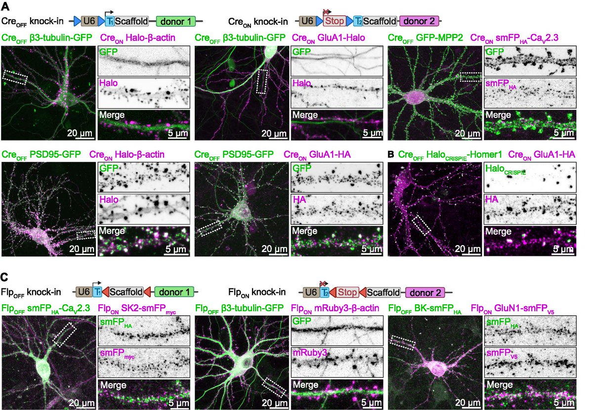 #eNeuro: @WJDroogers et al. introduce CAKE, a method for achieving double protein labeling using gene editing in neurons, making it possible to determine localization, interaction & dynamics of endogenous neuronal proteins w/ fluorescence microscopy eneuro.org/lookup/DOI/10.…