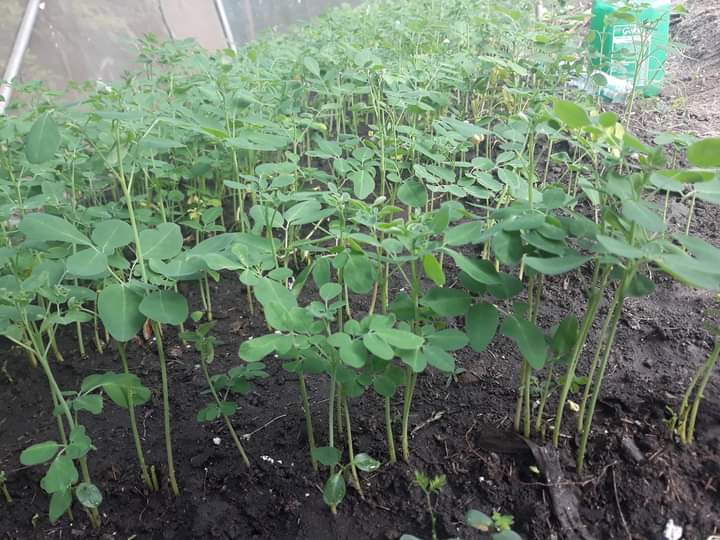 Hello global friends,  support with tubes for potting materials for the moringa olifera seedlings, for the children project, bellow is the project link 
facebook.com/profile.php?id… send donation to PayPal link(permoafrica@gmail.com) 
We need 500$ for the project