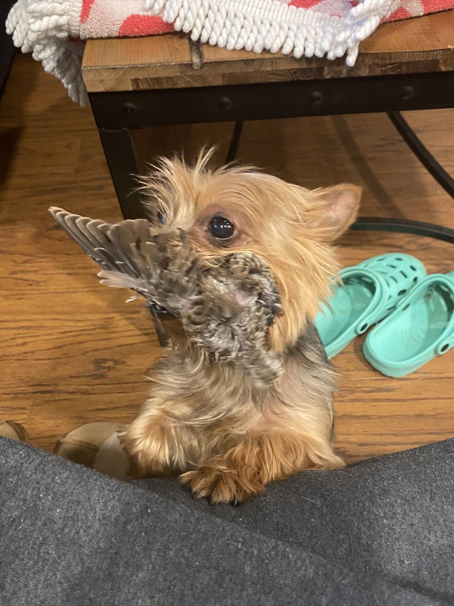 Awhitewater's tweet photo. @OrangeSoylent Your dog dances. Mine kills and eats baby birds. Why am I raising a serial killer?? https://t.co/09W0TpLPJS