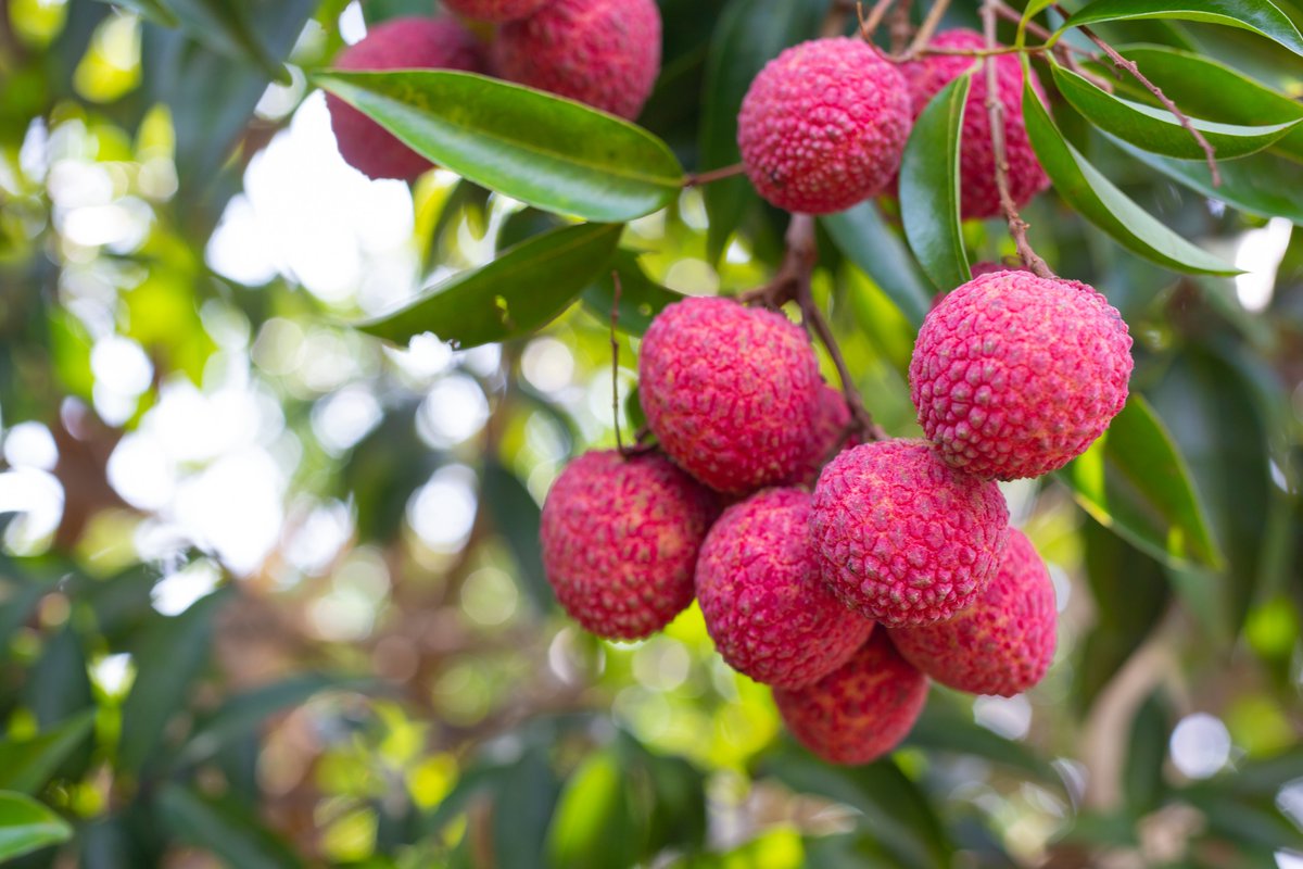 #ShahiLitchi got the #GI tag, thereby becoming an “exclusive brand” in national and international markets, in 2018.

Muzaffarpur, Vaishali, Samastipur, and East Champaran districts have a favourable climate and soil for #litchi cultivation.