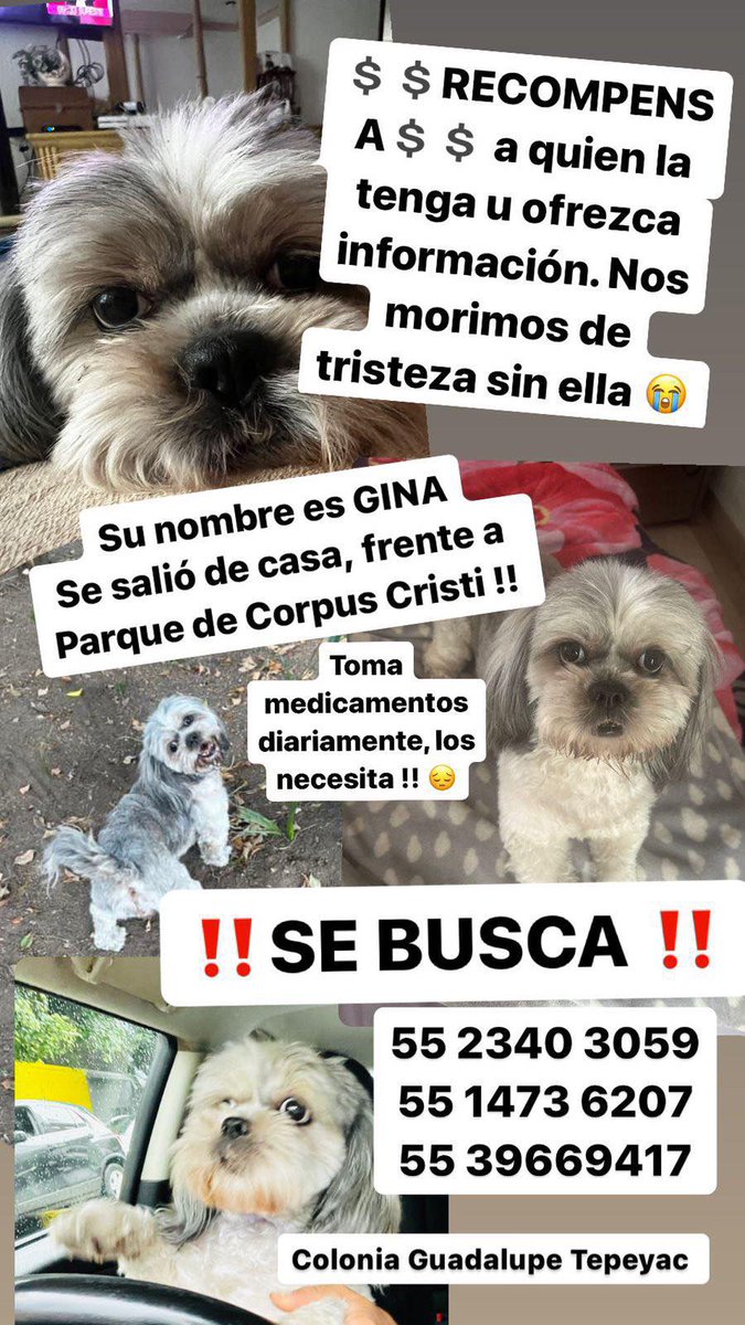 Mundo Patitas AC tweet media