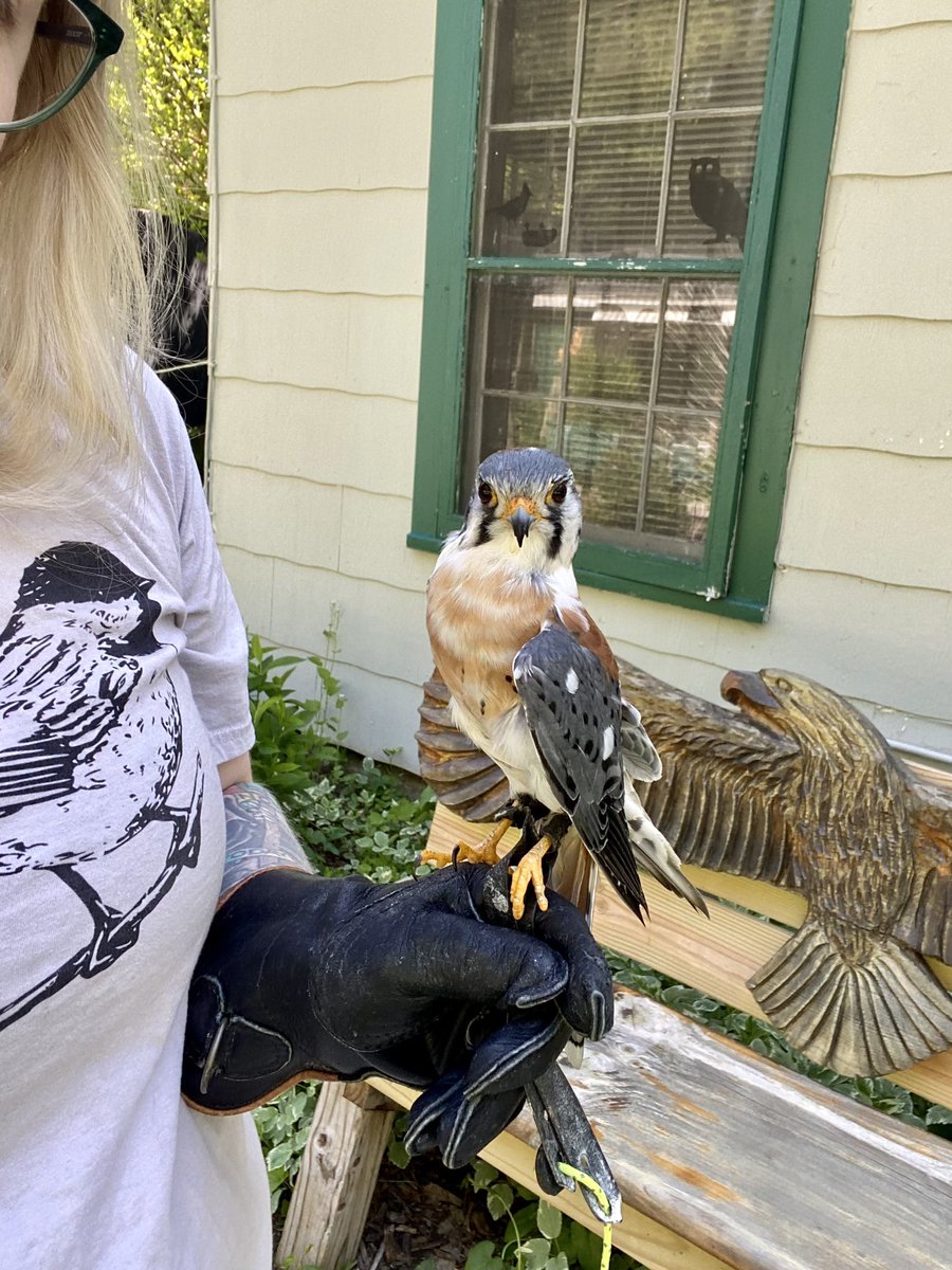 your birder friend tweet media