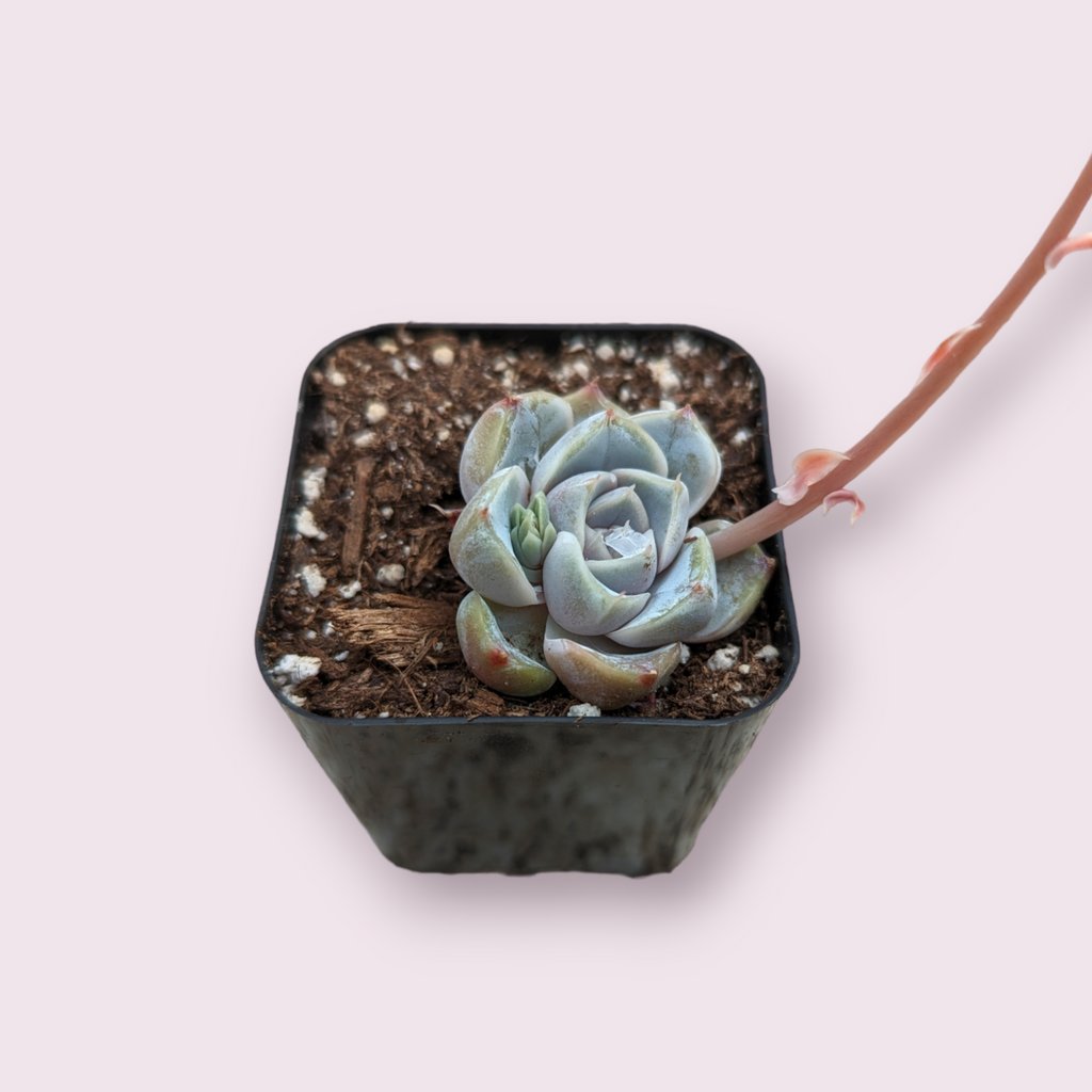 Check this out 😍 Echeveria 'Snow Bunny' 😍 for sale starting at $9.00. 
Show now 👉👉 bit.ly/3ME6zWu
#succulents #succulent #raresucculents #succulentlove #succulentlover #succulentgarden #succulentobsession #succulentaddict #succulentlife #succulentcollection