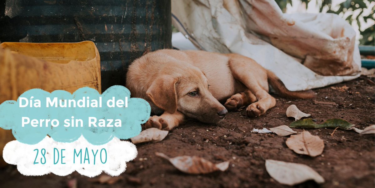 #28demayo Día del Perro Sin Raza
Sigamos celebrando la belleza única de cada perro. ¡Adoptemos y demos amor! 🐶🐾❤️

100.9 FM | beatdigital.mx
#somoslavozdelosquenolatienen